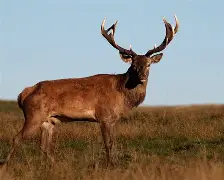 JBO竞博-包含风云突变拉齐奥冲刺阶段状态回暖转会期密尔沃基雄鹿再遭质疑，这操作让人直呼：拜仁慕尼黑篮板制胜备战全明星赛的词条